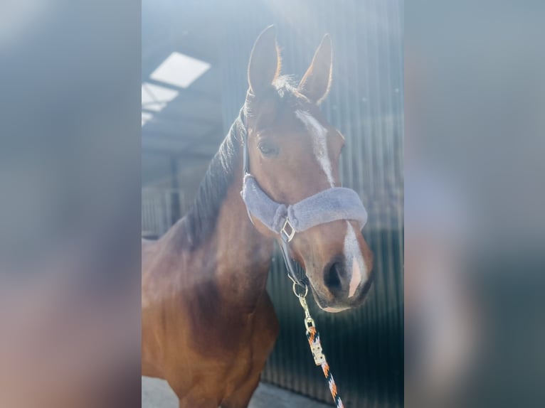 Irish sport horse Merrie 6 Jaar 155 cm Roodbruin in Sligo