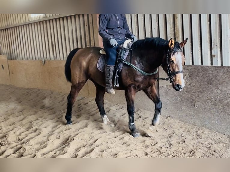 Irish sport horse Merrie 6 Jaar 156 cm Roodbruin in Sligo