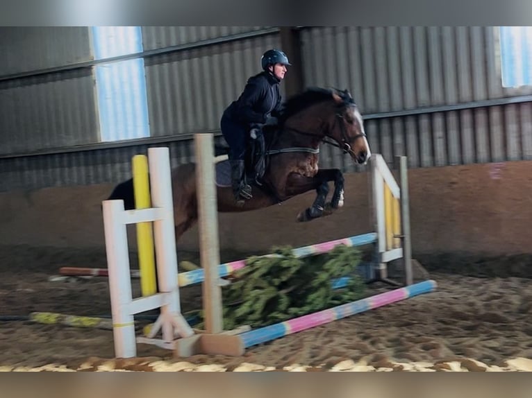 Irish sport horse Merrie 6 Jaar 156 cm Roodbruin in Sligo