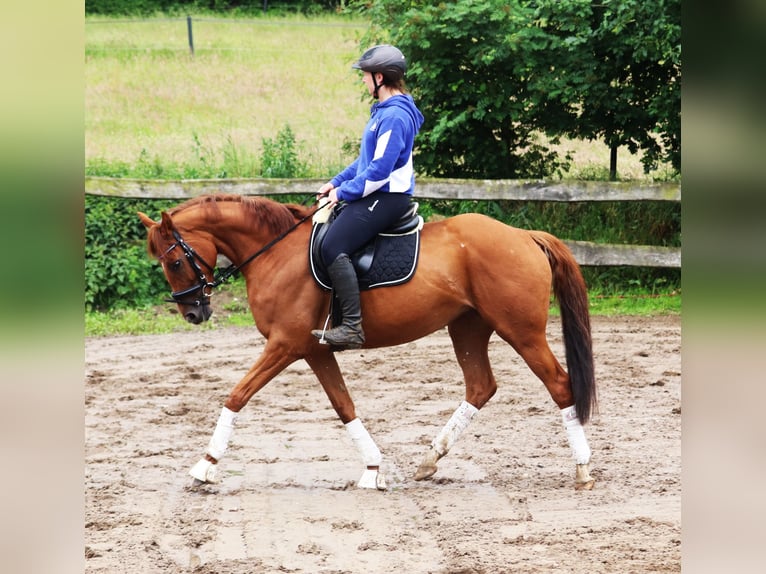 Irish sport horse Mix Merrie 6 Jaar 157 cm Vos in Uelsen