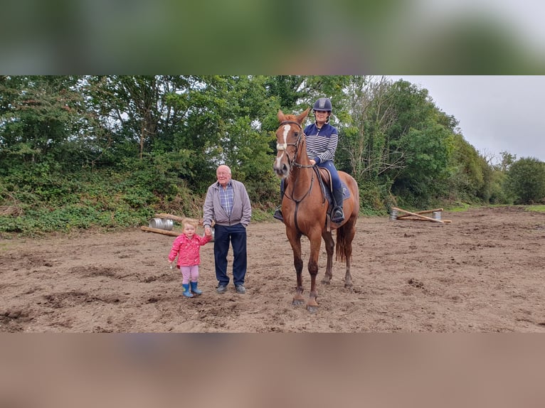 Irish sport horse Merrie 6 Jaar 158 cm Donkere-vos in Drumshanbo