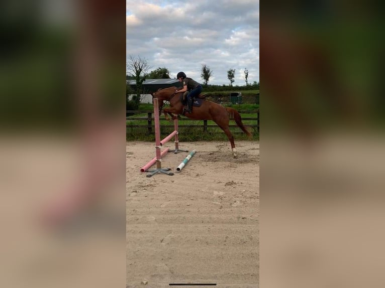 Irish sport horse Merrie 6 Jaar 158 cm Donkere-vos in Drumshanbo