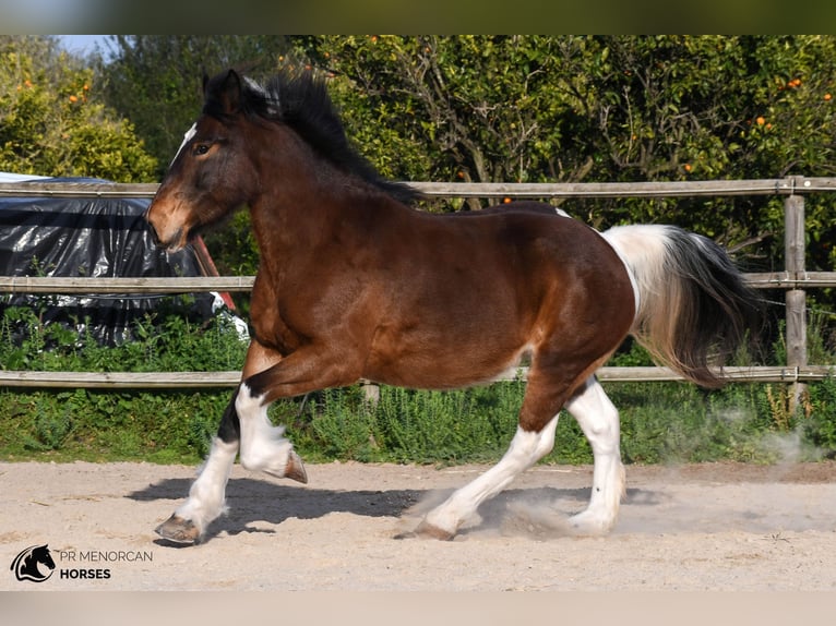 Irish sport horse Mix Merrie 6 Jaar 158 cm Gevlekt-paard in Menorca
