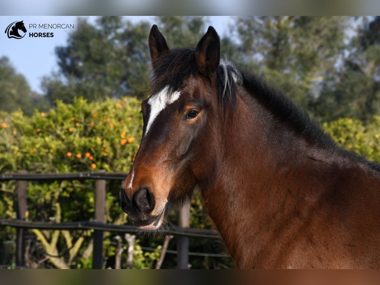 Irish sport horse Mix Merrie 6 Jaar 158 cm Gevlekt-paard in Menorca