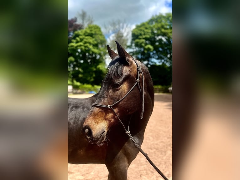 Irish sport horse Merrie 6 Jaar 158 cm Zwart in Galway