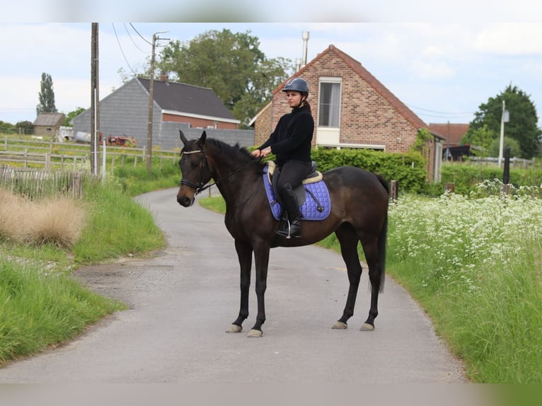 Irish sport horse Merrie 6 Jaar 158 cm Zwart in Pepingen