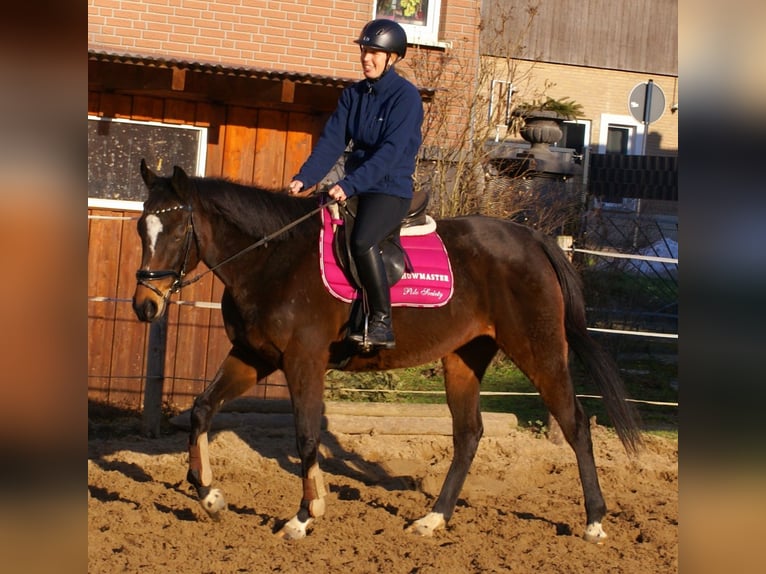 Irish sport horse Merrie 6 Jaar 160 cm Donkerbruin in Velpke