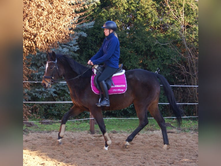 Irish sport horse Merrie 6 Jaar 160 cm Donkerbruin in Velpke