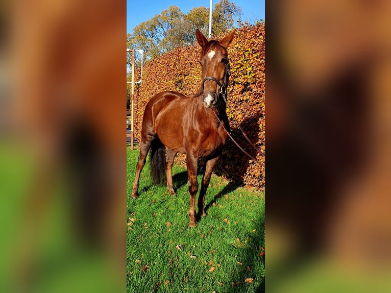 Irish sport horse Merrie 6 Jaar 160 cm Donkere-vos in Co.Leitrim