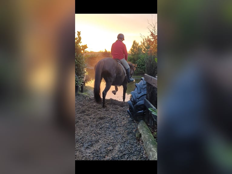 Irish sport horse Merrie 6 Jaar 160 cm Donkere-vos in Co.Leitrim