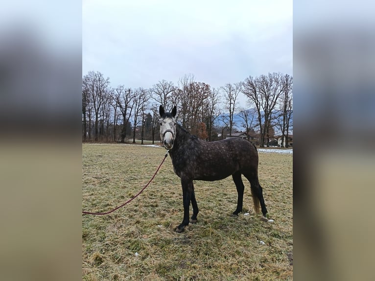 Irish sport horse Merrie 6 Jaar 160 cm Schimmel in Murnau am Staffelsee