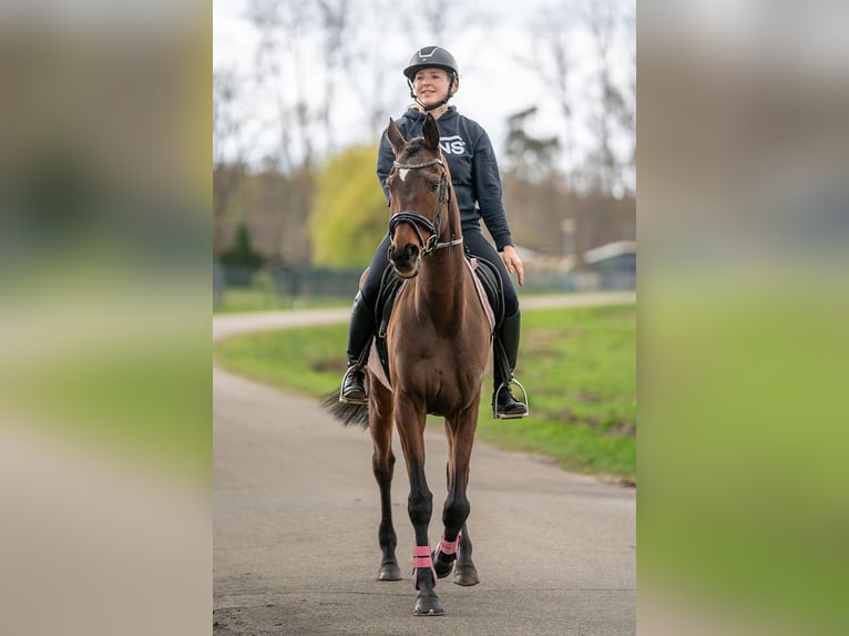 Irish sport horse Mix Merrie 6 Jaar 162 cm  in Nettetal