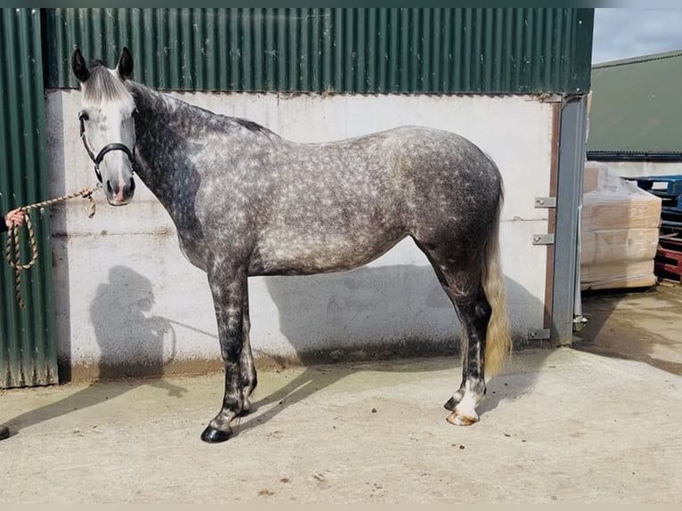 Irish sport horse Merrie 6 Jaar 163 cm Appelschimmel in Sligo