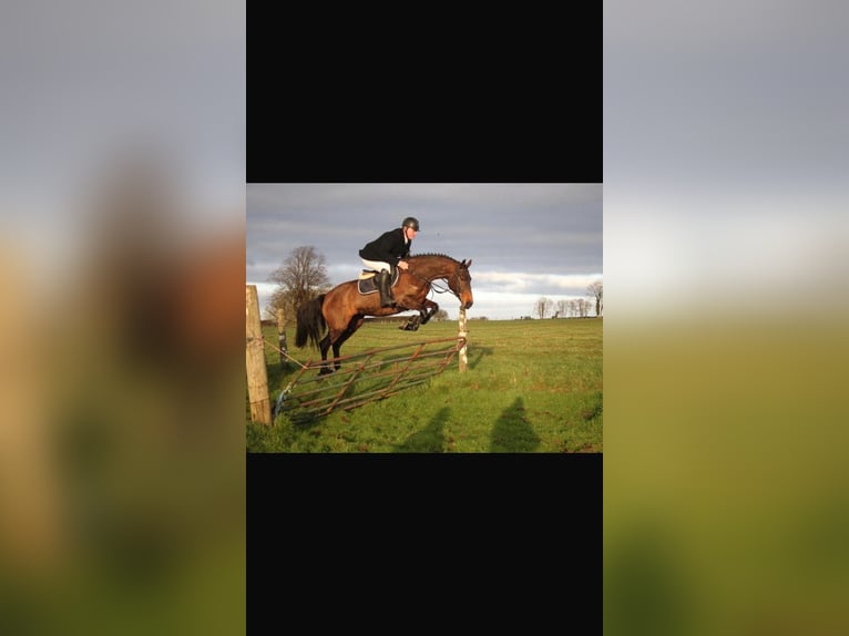Irish sport horse Merrie 6 Jaar 163 cm Bruin in Sligo