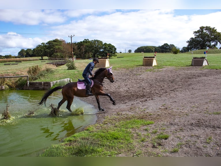 Irish sport horse Merrie 6 Jaar 163 cm Roodbruin in London