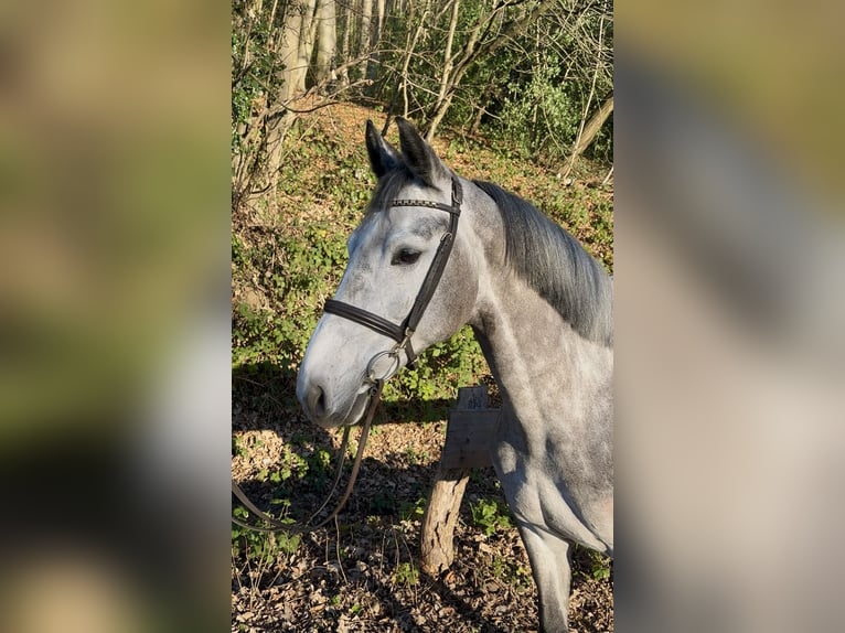 Irish sport horse Merrie 6 Jaar 164 cm Appelschimmel in Bergisch Gladbach