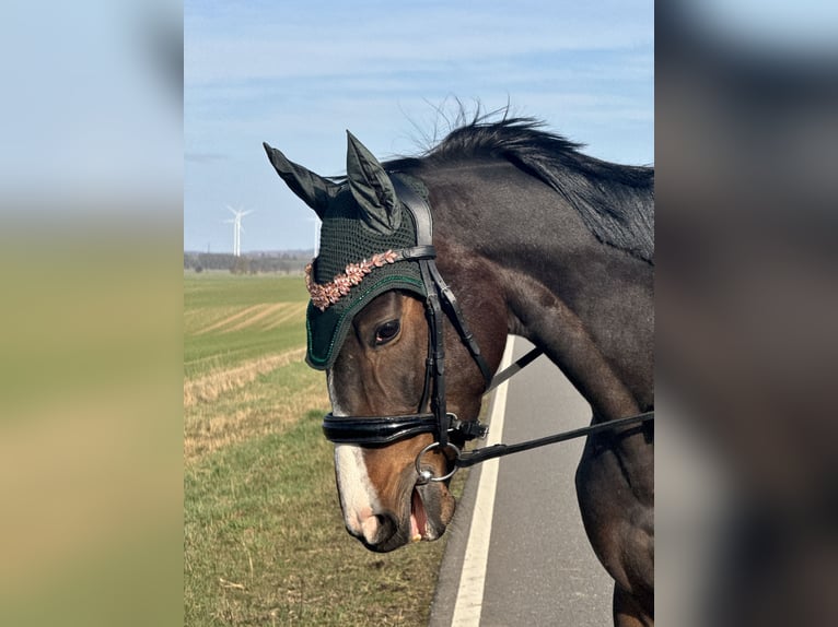 Irish sport horse Merrie 6 Jaar 164 cm Bruin in Wülperode