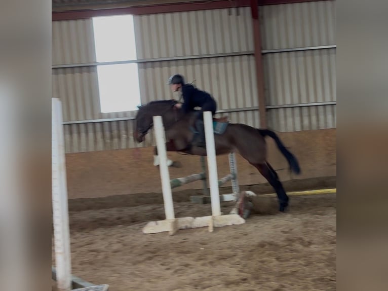 Irish sport horse Merrie 6 Jaar 164 cm Roodbruin in Sligo