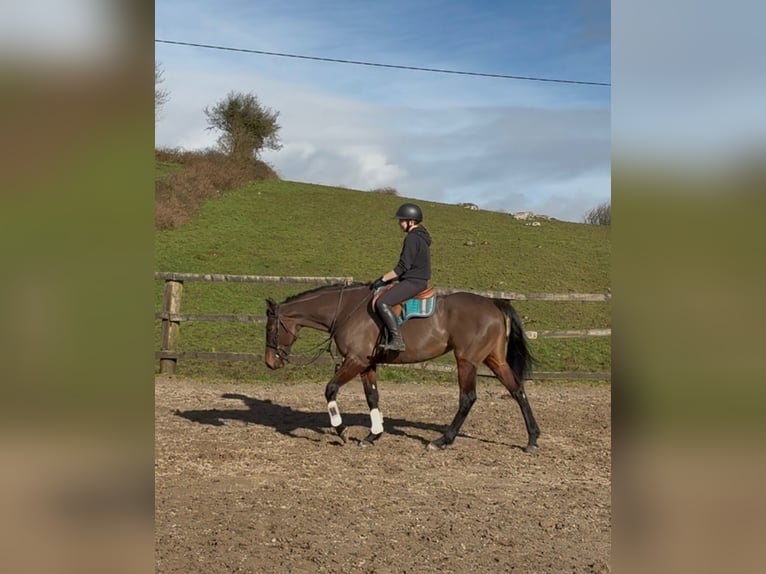 Irish sport horse Merrie 6 Jaar 164 cm Roodbruin in Sligo