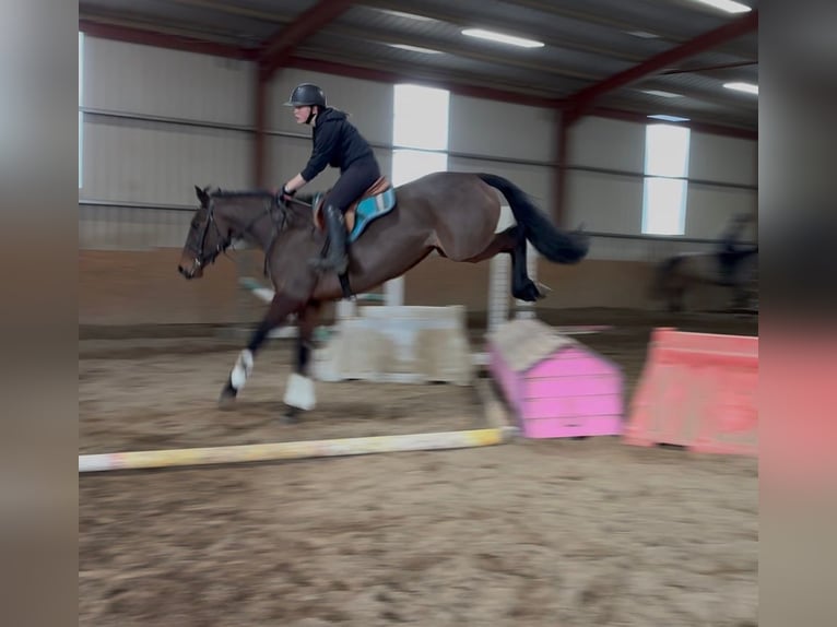 Irish sport horse Merrie 6 Jaar 164 cm Roodbruin in Sligo