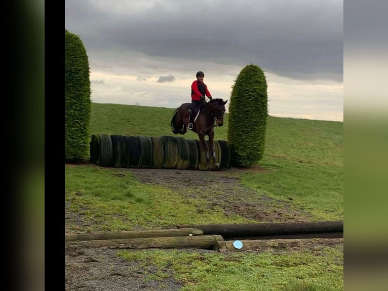 Irish sport horse Merrie 6 Jaar 164 cm Roodbruin in Sligo