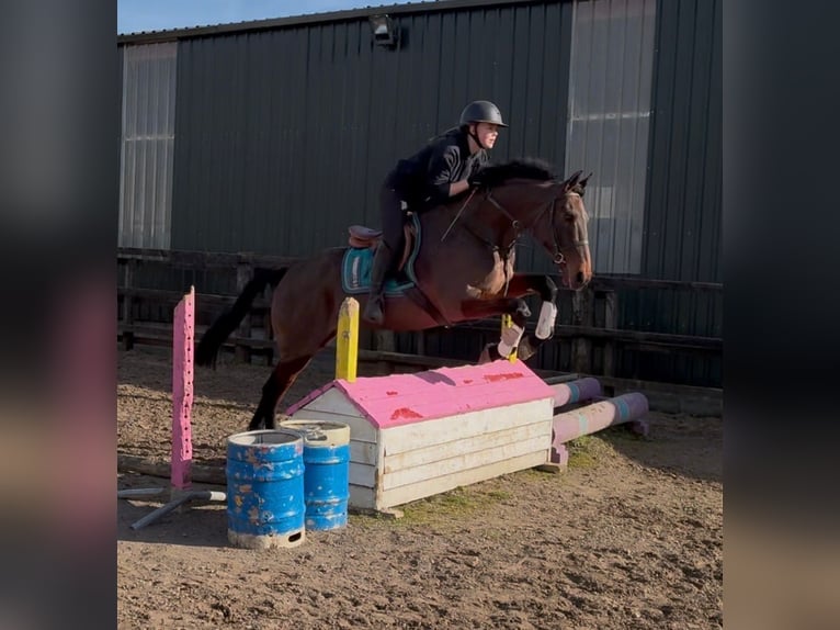 Irish sport horse Merrie 6 Jaar 164 cm Roodbruin in Sligo