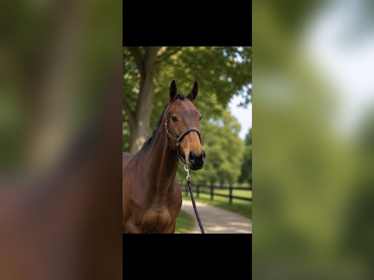 Irish sport horse Merrie 6 Jaar 165 cm Bruin in Almelo