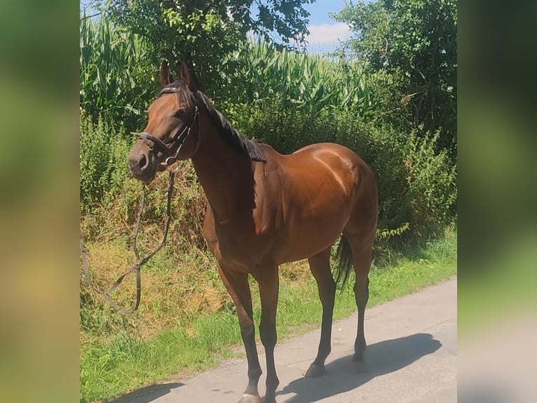 Irish sport horse Merrie 6 Jaar 165 cm Donkerbruin in Lage