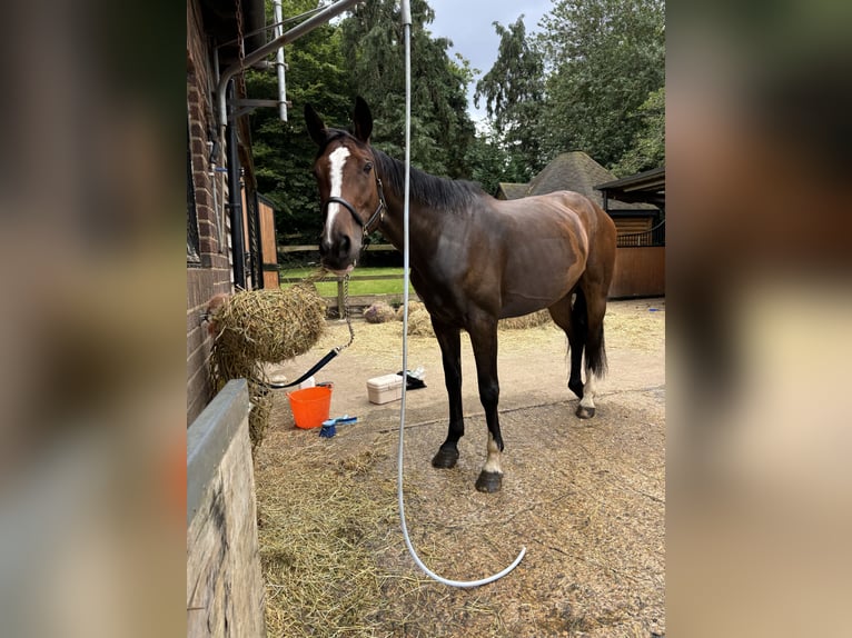 Irish sport horse Merrie 6 Jaar 165 cm Roodbruin in London