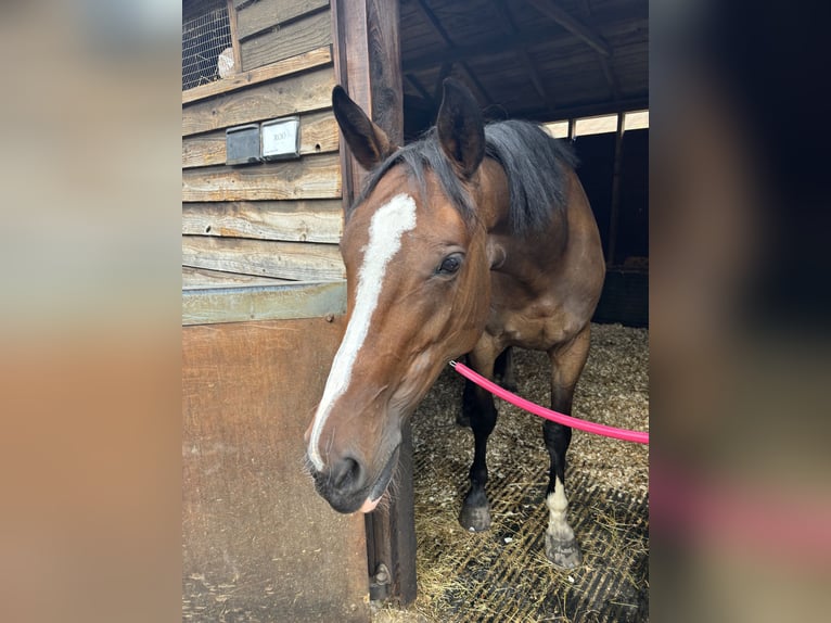 Irish sport horse Merrie 6 Jaar 165 cm Roodbruin in London