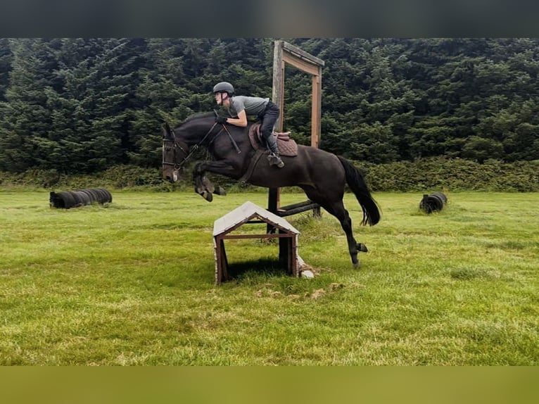 Irish sport horse Merrie 6 Jaar 165 cm Zwart in Mountrath
