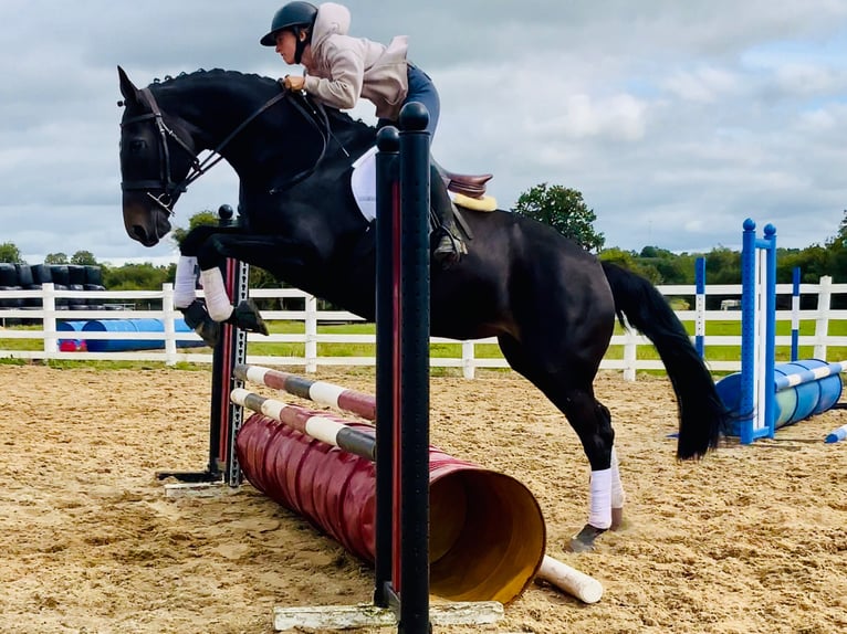 Irish sport horse Merrie 6 Jaar 165 cm Zwart in Mountrath