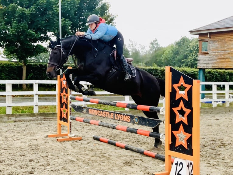 Irish sport horse Merrie 6 Jaar 165 cm Zwart in Mountrath