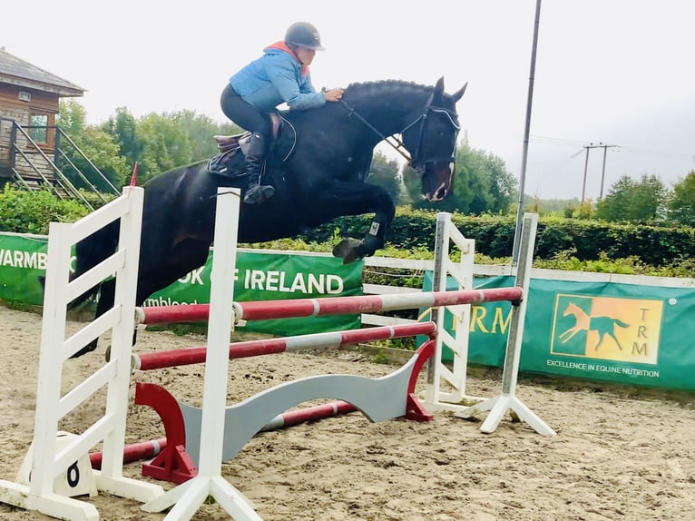 Irish sport horse Merrie 6 Jaar 165 cm Zwart in Mountrath