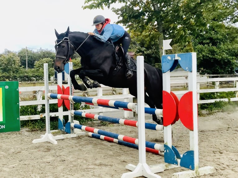 Irish sport horse Merrie 6 Jaar 165 cm Zwart in Mountrath