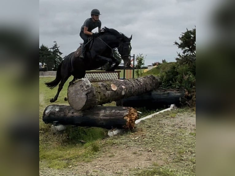 Irish sport horse Merrie 6 Jaar 165 cm Zwart in Mountrath