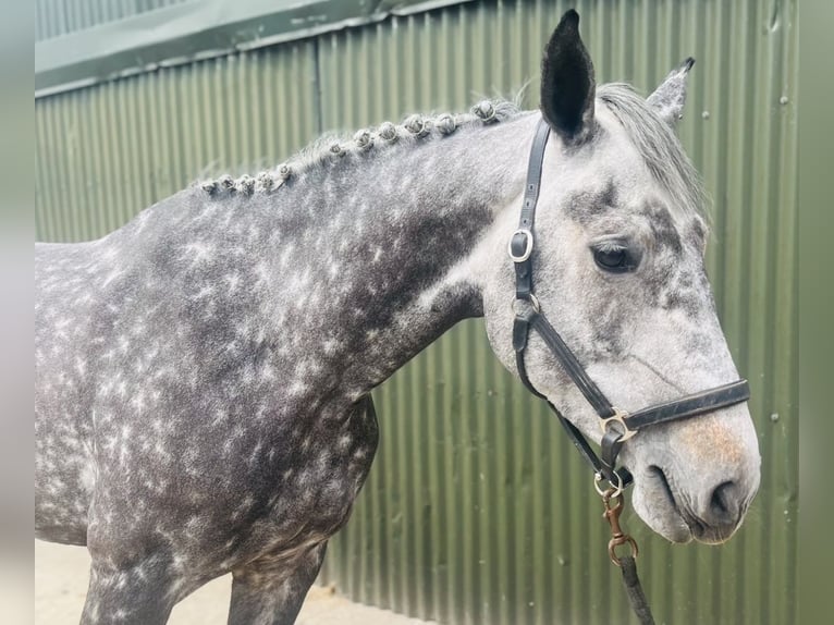 Irish sport horse Merrie 6 Jaar 166 cm Appelschimmel in Sligo