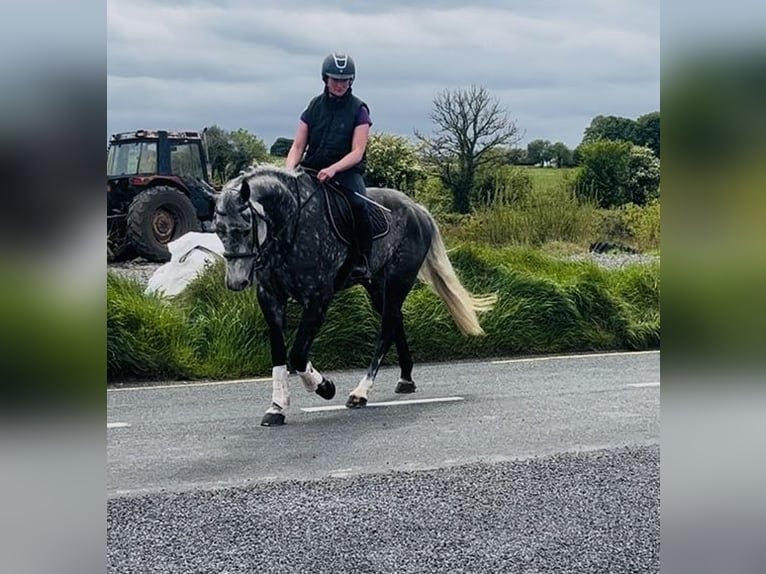 Irish sport horse Merrie 6 Jaar 166 cm Appelschimmel in Sligo