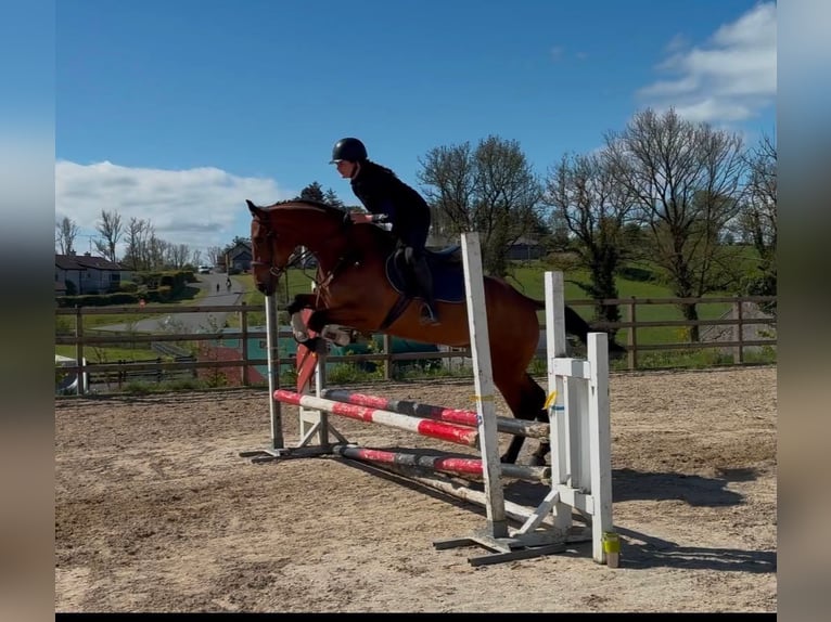 Irish sport horse Merrie 6 Jaar 166 cm Bruin in Trebbin