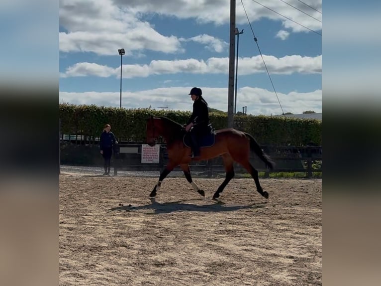 Irish sport horse Merrie 6 Jaar 166 cm Bruin in Trebbin