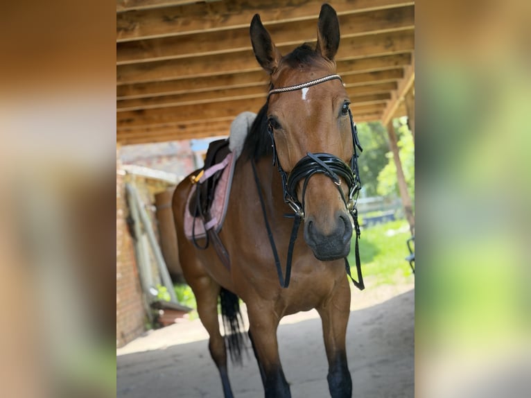 Irish sport horse Merrie 6 Jaar 166 cm Bruin in Trebbin