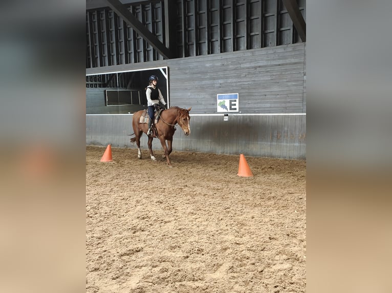 Irish sport horse Merrie 6 Jaar 167 cm Roodvos in Maarkedal