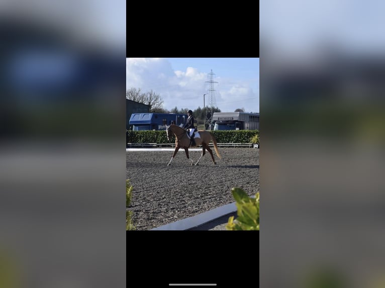 Irish sport horse Merrie 6 Jaar 168 cm Donkere-vos in Galway