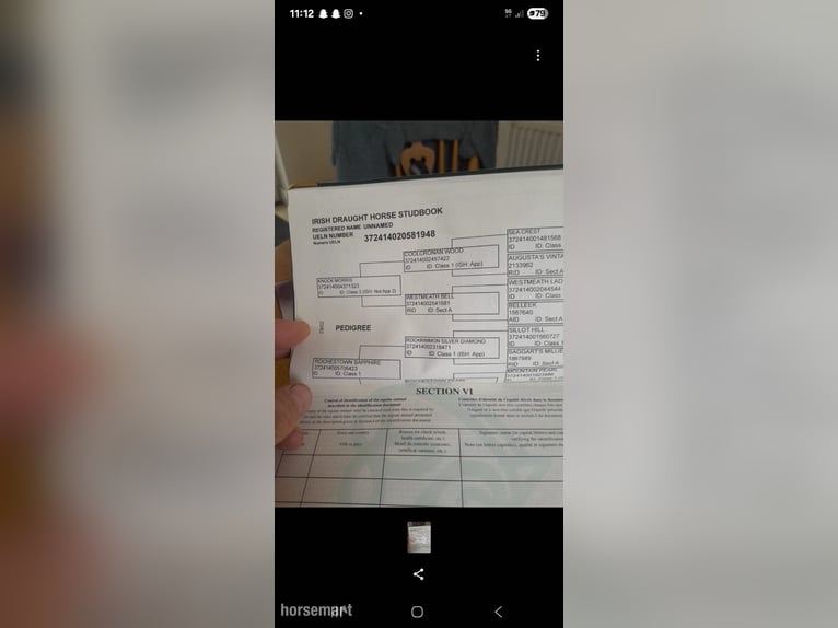 Irish sport horse Merrie 6 Jaar 168 cm Donkere-vos in Waterford