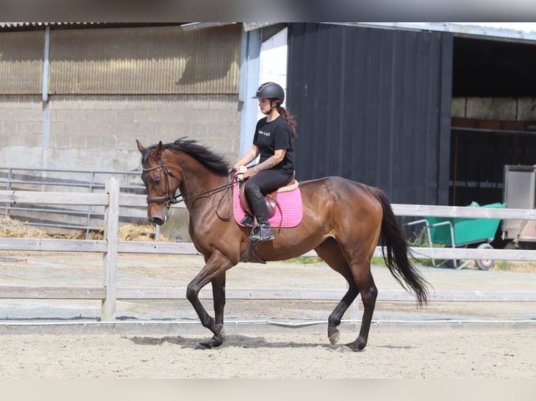 Irish sport horse Merrie 6 Jaar 170 cm Bruin in Pepingen
