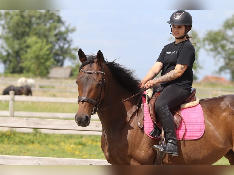 Irish sport horse Merrie 6 Jaar 170 cm Bruin in Pepingen