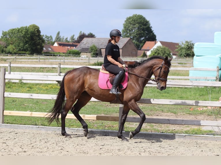Irish sport horse Merrie 6 Jaar 170 cm Bruin in Pepingen