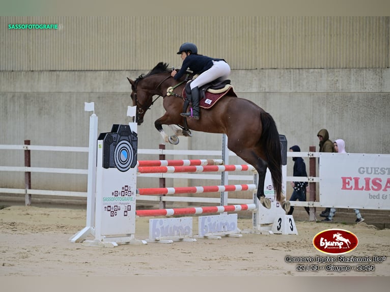 Irish sport horse Merrie 6 Jaar 170 cm Roodbruin in Avigliana