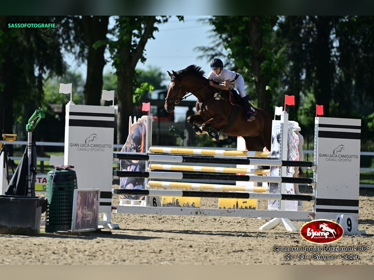 Irish sport horse Merrie 6 Jaar 170 cm Roodbruin in Avigliana