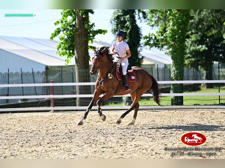 Irish sport horse Merrie 6 Jaar 170 cm Roodbruin in Avigliana